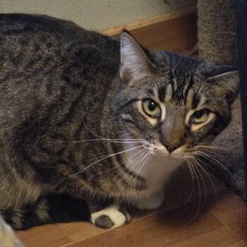 Domestic Short Hair Cats Available for Adoption - Ricky | PetCurious