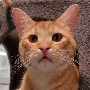 Thumper -  Domestic Medium Hair Cat for Adoption in Sandy Springs, Georgia - Thumper | PetCurious