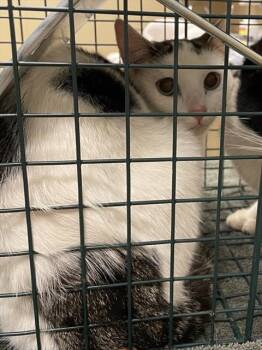 TURQUOISE -  Domestic Short Hair Cat for Adoption in Clyde, North Carolina - TURQUOISE | PetCurious