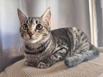 Domestic Short Hair Cats Available for Adoption - Smudge | PetCurious