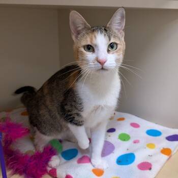 Rescue American Shorthair Cats for Adoption in Cody, Wyoming - Cedar | PetCurious