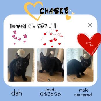 Chaske BR14595-T -  Domestic Short Hair Cat for Adoption in Missouri City, Texas - Chaske BR14595-T | PetCurious