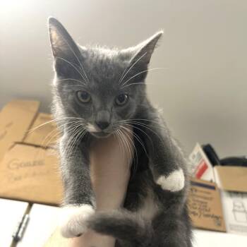 Dobby -  Domestic Short Hair Cat for Adoption in Albert Lea, Minnesota - Dobby | PetCurious