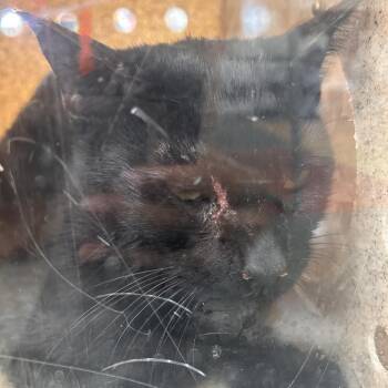 Domestic Short Hair Cats Available for Adoption - Roari | PetCurious