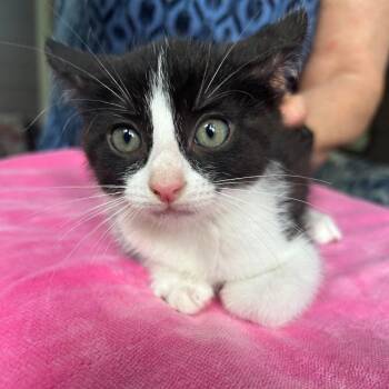 Loki 26-06-055 -  Domestic Short Hair Cat for Adoption in Bastrop, Texas - Loki 26-06-055 | PetCurious