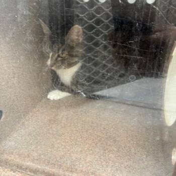 Princess (Zoe) -  American Shorthair Cat for Adoption in Greensboro, North Carolina - Princess (Zoe) | PetCurious