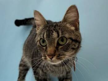 Peepers -  Domestic Short Hair Cat for Adoption in Woodbury, Minnesota - Peepers | PetCurious