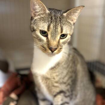 Skittles -  Domestic Short Hair Cat for Adoption in Medford, Oregon - Skittles | PetCurious