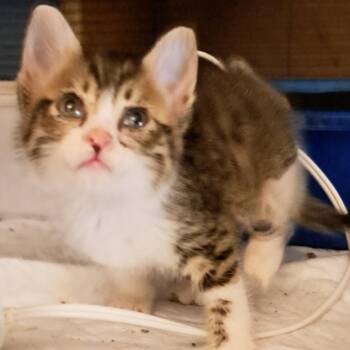 Domestic Short Hair Cats Available for Adoption in Green Forest, Arkansas - Jonnie | PetCurious