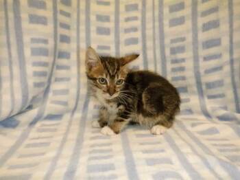 SPRUCE -  Domestic Short Hair Cat for Adoption in San Jose, California - SPRUCE | PetCurious