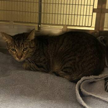 Crispin -  Domestic Short Hair Cat for Adoption in Bristol, Indiana - Crispin | PetCurious