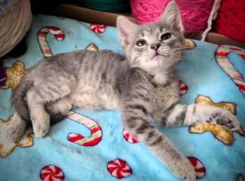 Salt -  Domestic Short Hair Cat for Adoption in Columbus, Indiana - Salt | PetCurious