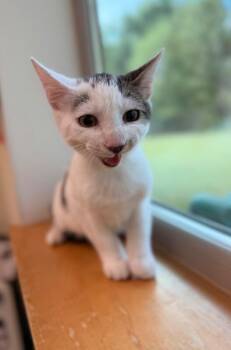 Morris -  Domestic Short Hair Cat for Adoption in Disputanta, Virginia - Morris | PetCurious