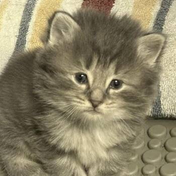 Domestic Long Hair Cats Available for Adoption in Charleston, South Carolina - Saylor | PetCurious
