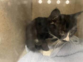 SWEET -  Domestic Short Hair Cat for Adoption in Kent, Washington - SWEET | PetCurious