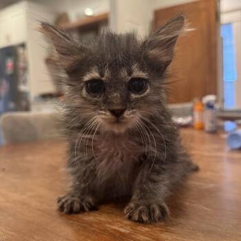 GARY -  Domestic Long Hair Cat for Adoption in Olmos Park, Texas - GARY | PetCurious