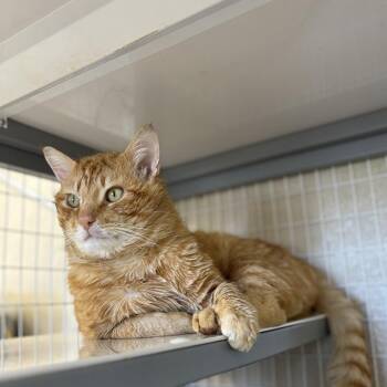 Domestic Short Hair Cats Available for Adoption - George | PetCurious