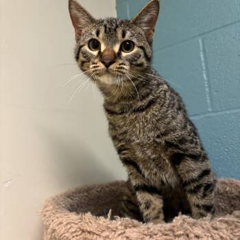 Leo -  Domestic Short Hair Cat for Adoption in Kansas City, Missouri - Leo | PetCurious