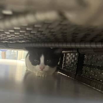 Cowboy -  Domestic Short Hair Cat for Adoption in Brockton, Massachusetts - Cowboy | PetCurious