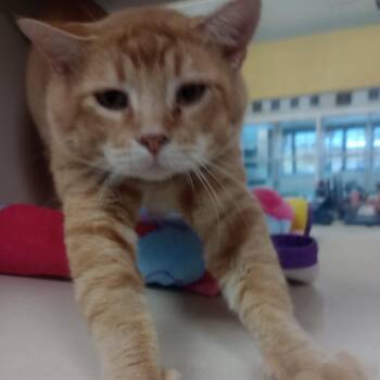 Sunny -  Domestic Short Hair Cat for Adoption in Lake Jackson, Texas - Sunny | PetCurious