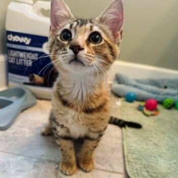 Shenzi -  Torbie and Domestic Short Hair Cat for Adoption in Knoxville, Tennessee - Shenzi | PetCurious