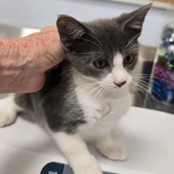 Domestic Short Hair Cats Available for Adoption in Madisonville, Tennessee - Hewey | PetCurious