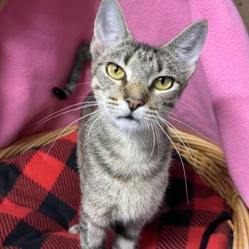 Wilda -  Domestic Short Hair Cat for Adoption in Beaumont, Texas - Wilda | PetCurious
