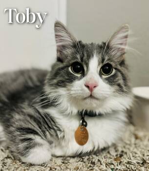 Domestic Medium Hair Cats Available for Adoption - Toby | PetCurious