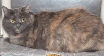 Himalayan and Domestic Long Hair Cats Available for Adoption in Taylorsville, North Carolina - Benji | PetCurious