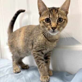 Lizzie -  Domestic Short Hair Cat for Adoption in Medford, Oregon - Lizzie | PetCurious