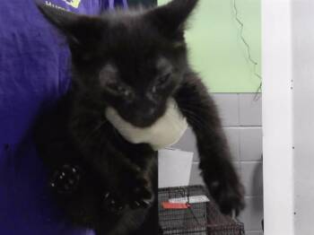 JAVIER -  Domestic Short Hair Cat for Adoption in Omaha, Nebraska - JAVIER | PetCurious
