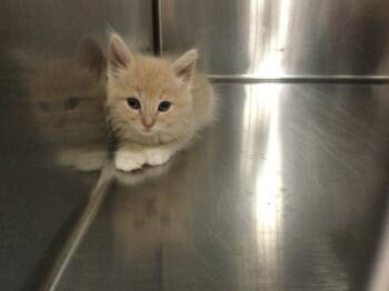 A1931672 -  Domestic Medium Hair Cat for Adoption in Thousand Palms, California - A1931672 | PetCurious