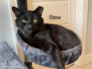 Stew -  Domestic Short Hair Cat for Adoption in Murfreesboro, Tennessee - Stew | PetCurious