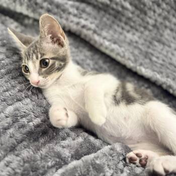 Cinco -  Domestic Short Hair Cat for Adoption in Coral Gables, Florida - Cinco | PetCurious