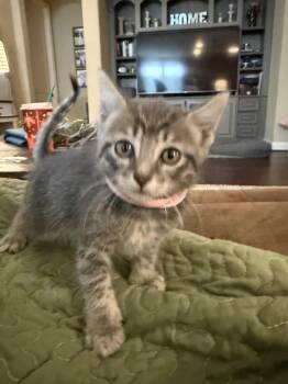 Ginny -  Domestic Short Hair Cat for Adoption in The Woodlands, Texas - Ginny | PetCurious