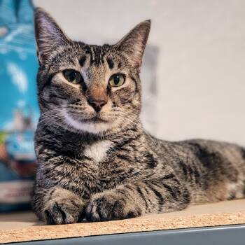 Rescue American Shorthair Cats for Adoption in Brighton, Missouri - Pooh Bear | PetCurious
