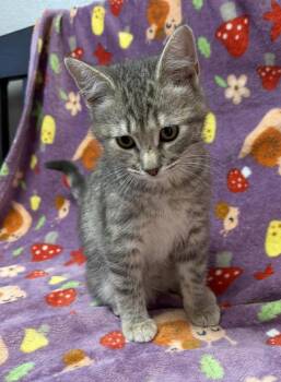 Domestic Short Hair Cats Available for Adoption in Maryville, Missouri - Dyson | PetCurious