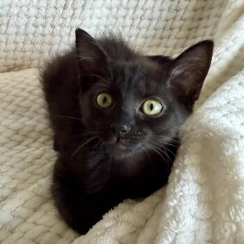 Eclair -  Domestic Short Hair Cat for Adoption in Murfreesboro, Tennessee - Eclair | PetCurious