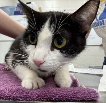 Rescue Domestic Short Hair Cats for Adoption in Peoria, Illinois - LIANE | PetCurious