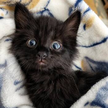 Goliath Long -  Domestic Medium Hair Cat for Adoption in Woodstock, Virginia - Goliath Long | PetCurious