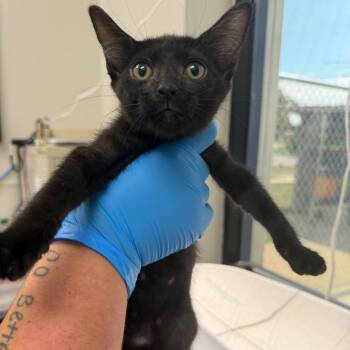 Transport -  Domestic Short Hair Cat for Adoption in Columbiana, Alabama - Transport | PetCurious