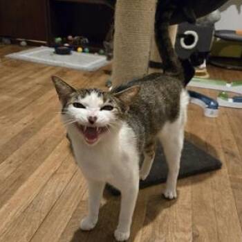 Domestic Short Hair Cats Available for Adoption in Liverpool, Texas - Sylvia | PetCurious