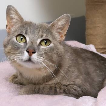 Alexis -  Domestic Short Hair Cat for Adoption in Syosset, New York - Alexis | PetCurious