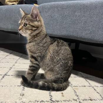 Puddle -  Domestic Short Hair Cat for Adoption in Dayton, Ohio - Puddle | PetCurious