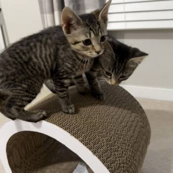 Colony -  Domestic Short Hair Cat for Adoption in Richmond, Virginia - Colony | PetCurious