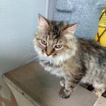 Delilah -  Domestic Medium Hair Cat for Adoption in West Des Moines, Iowa - Delilah | PetCurious