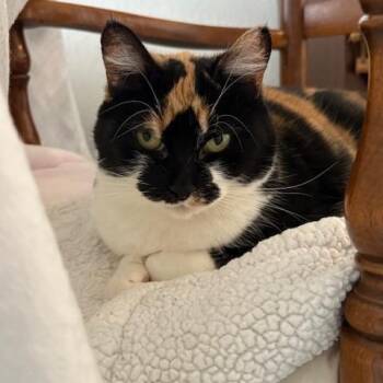 Rescue Domestic Short Hair Cats for Adoption in Stamford, Connecticut - Ethereal Esme | PetCurious