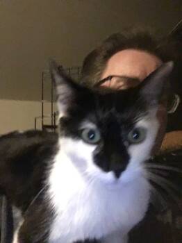 Rescue American Shorthair Cats for Adoption in Stockton, California - Cookie Cookie Jar | PetCurious