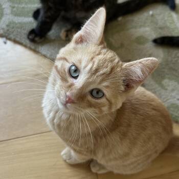 Rescue Domestic Short Hair Cats for Adoption in Slippery Rock, Pennsylvania - William | PetCurious