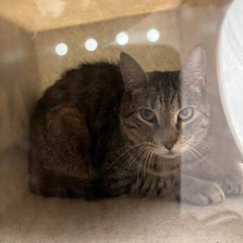 Orko -  Domestic Short Hair Cat for Adoption in Philadelphia, Pennsylvania - Orko | PetCurious